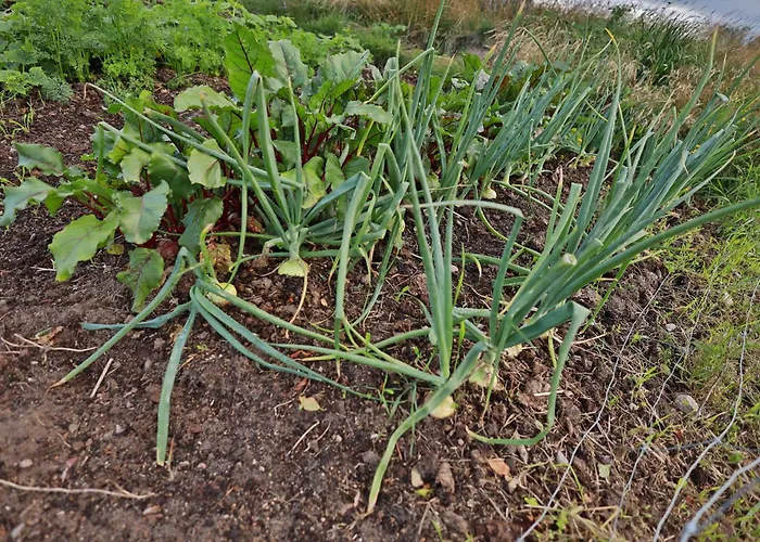 Cichy Zakatek Hébergement de vacances Kleszczewo Koscierskie